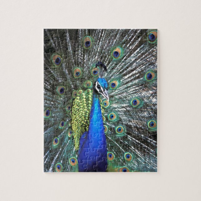 Beautiful peacock spreading colourful feathers jigsaw puzzle (Vertical)