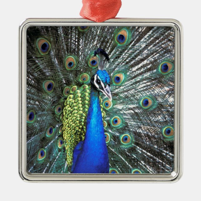 Beautiful peacock spreading colourful feathers metal ornament (Front)