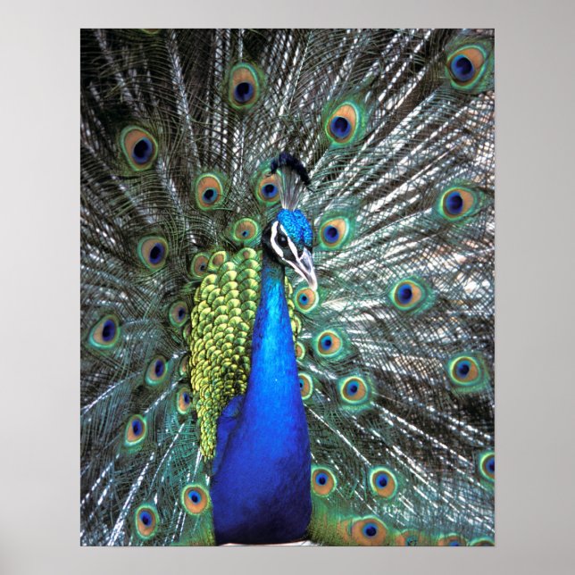 Beautiful peacock spreading colourful feathers poster (Front)