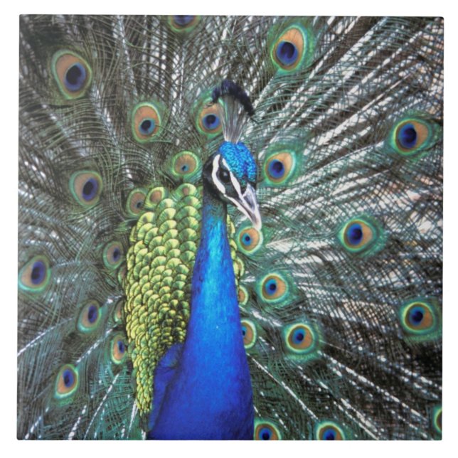 Beautiful peacock spreading colourful feathers tile (Front)