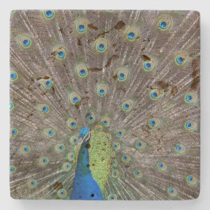 Beautiful Peacock Stone Coaster