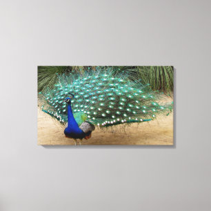 Beautiful Peacock Stretched Canvas Print