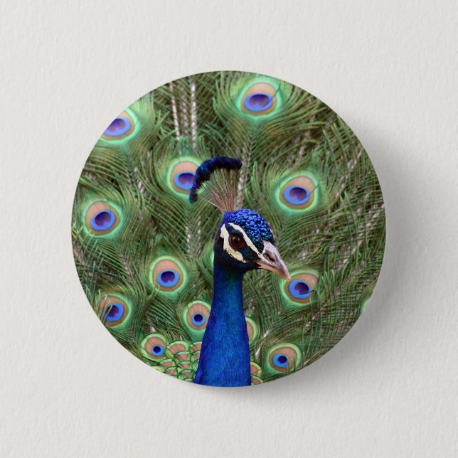 Beautiful peacock with its colourful tail opened 2 inch round button (Front)