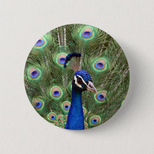 Beautiful peacock with its colourful tail opened 2 inch round button