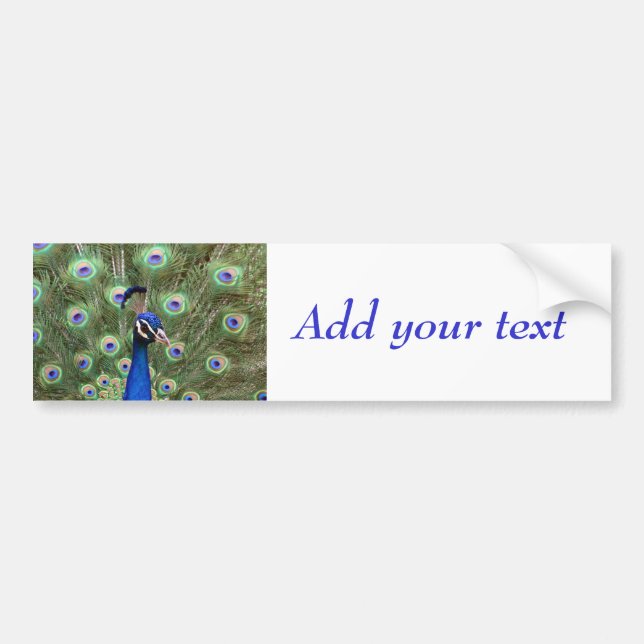 Beautiful peacock with its colourful tail opened bumper sticker (Front)