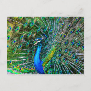 Beautiful Peacock with its Tail Feathers Open Postcard