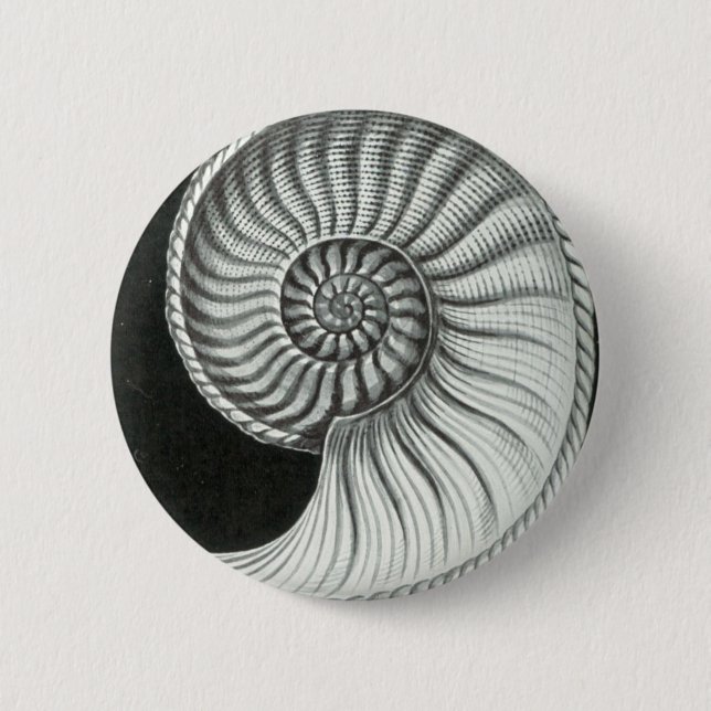 Beautiful pencil drawing of Amaltheus ammonite 2 Inch Round Button (Front)