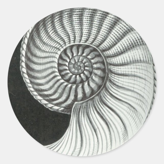 Beautiful pencil drawing of Amaltheus ammonite Classic Round Sticker (Front)