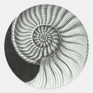 Beautiful pencil drawing of Amaltheus ammonite Classic Round Sticker