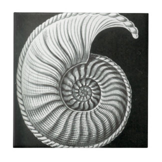 Beautiful pencil drawing of Amaltheus ammonite Tile
