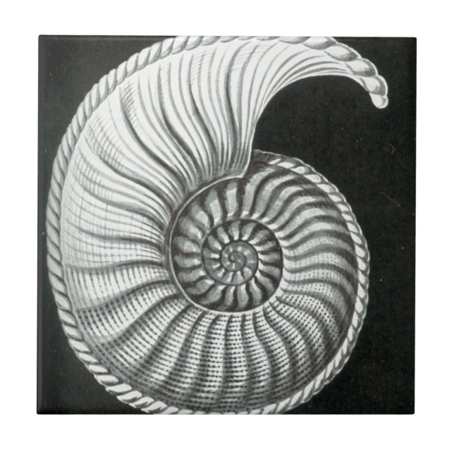 Beautiful pencil drawing of Amaltheus ammonite Tile (Front)