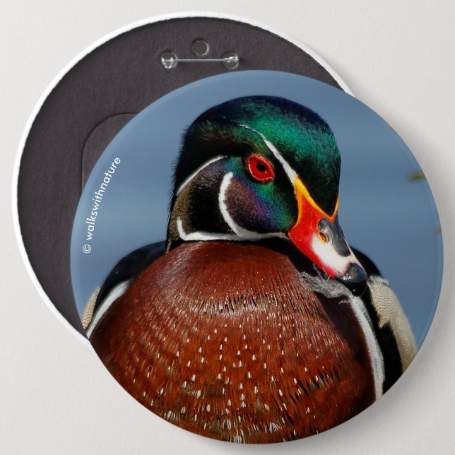 Beautiful Pensive Wood Duck in the Marsh 6 Inch Round Button (Front & Back)