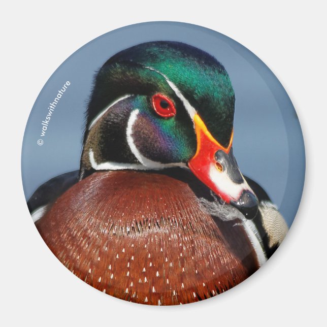 Beautiful Pensive Wood Duck in the Marsh Magnet (Front)