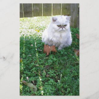 Beautiful Persian