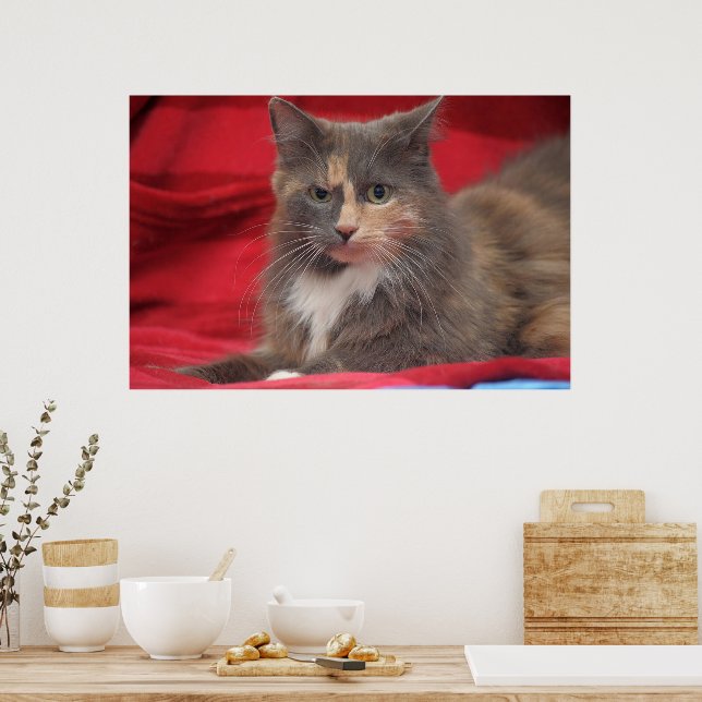 Beautiful Pet Cat Relaxing Against Red Background Poster (Kitchen)