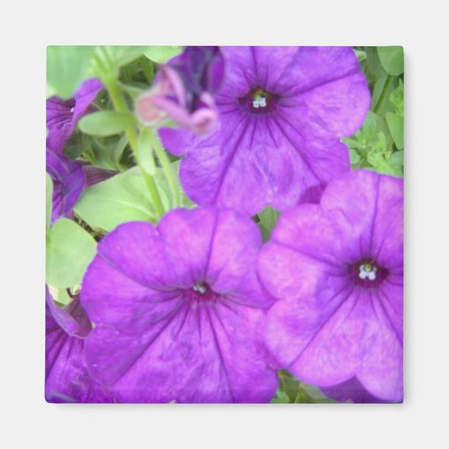 Beautiful Petunia magnet (Front)