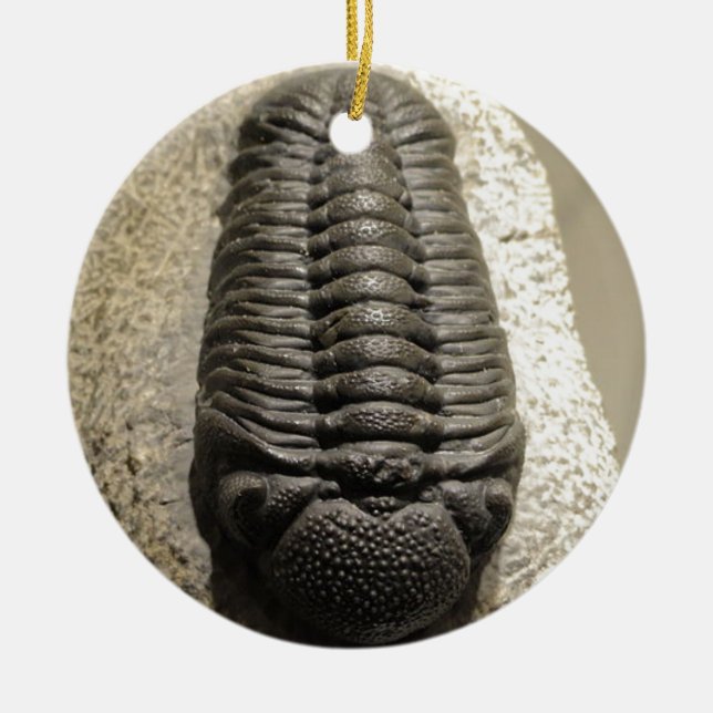 Beautiful Phacops trilobite fossil photo Ceramic Ornament (Front)