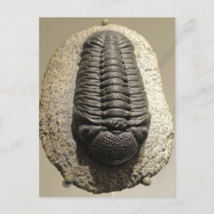 Beautiful Phacops trilobite fossil photo Postcard