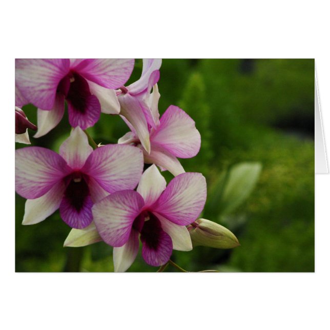 Beautiful Phalaenopsis (Front Horizontal)