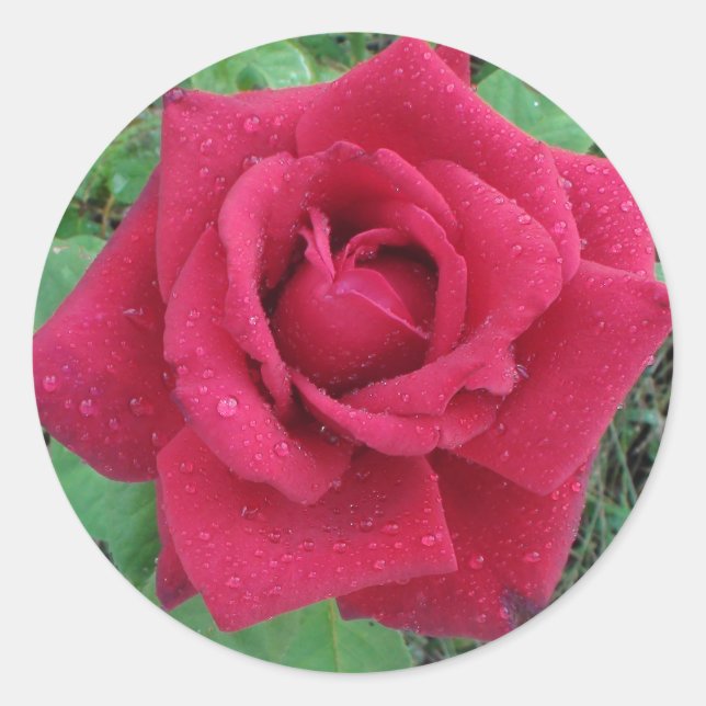 Beautiful Photo  a Red Rose with Raindrops Sticker (Front)