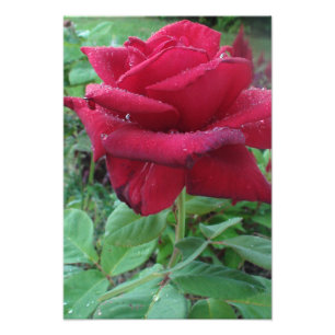 Beautiful Photo Print of a Red Rose with Raindrops