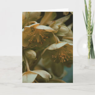 Beautiful photography  floral flower blank card