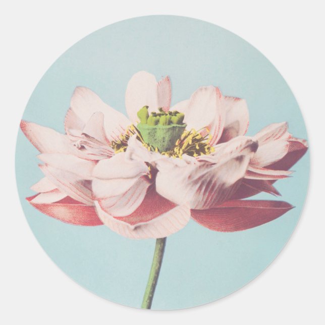 Beautiful photomechanical prints of Lotus Flowers Classic Round Sticker (Front)