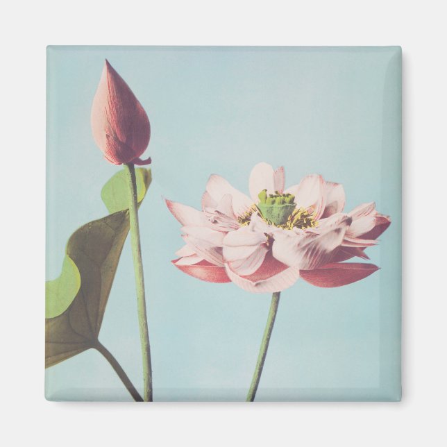 Beautiful photomechanical prints of Lotus Flowers Magnet (Front)