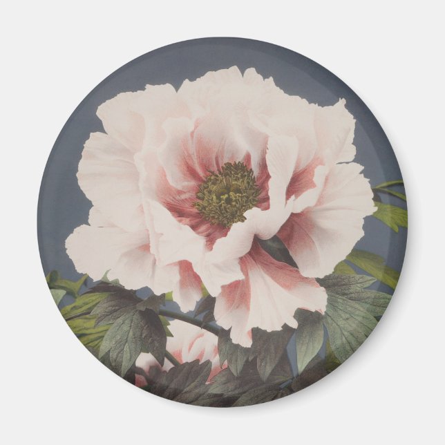 Beautiful photomechanical prints of Peony Flowers Magnet (Front)