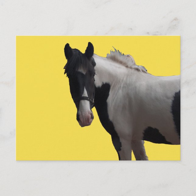Beautiful Piebald Pony Postcard (Front)