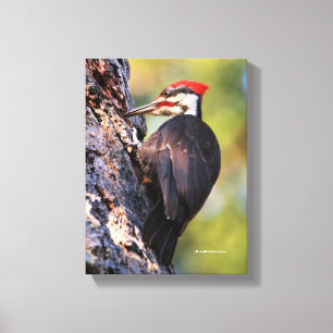 Beautiful Pileated Woodpecker on the Tree Canvas Print