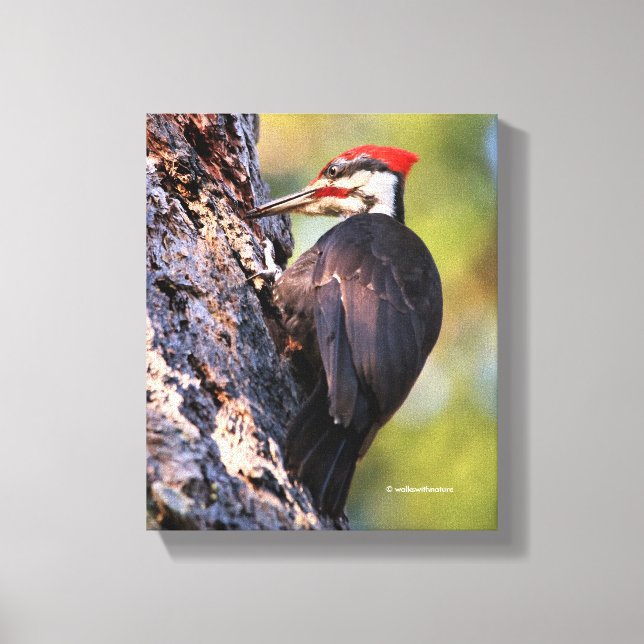 Beautiful Pileated Woodpecker on the Tree Canvas Print (Front)