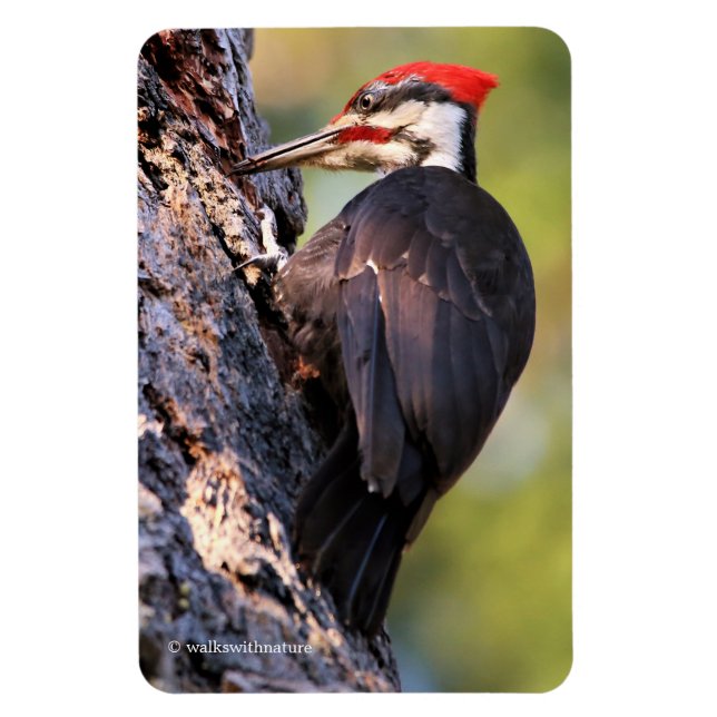 Beautiful Pileated Woodpecker on the Tree Magnet (Vertical)