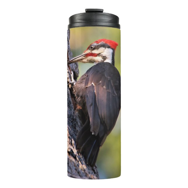 Beautiful Pileated Woodpecker on the Tree Thermal Tumbler (Front)