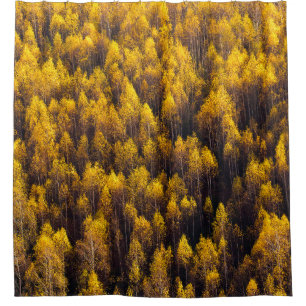 BEAUTIFUL PINE TREE FOREST