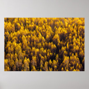 BEAUTIFUL PINE TREE FOREST POSTER