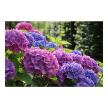 Beautiful Pink and Blue Hydrangea Flowers