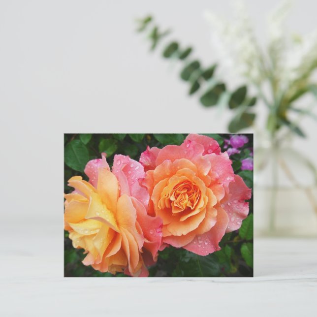 Beautiful pink and orannge rose photo postcard (Standing Front)