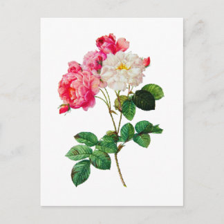 Beautiful Pink and White Roses by Redoute Postcard