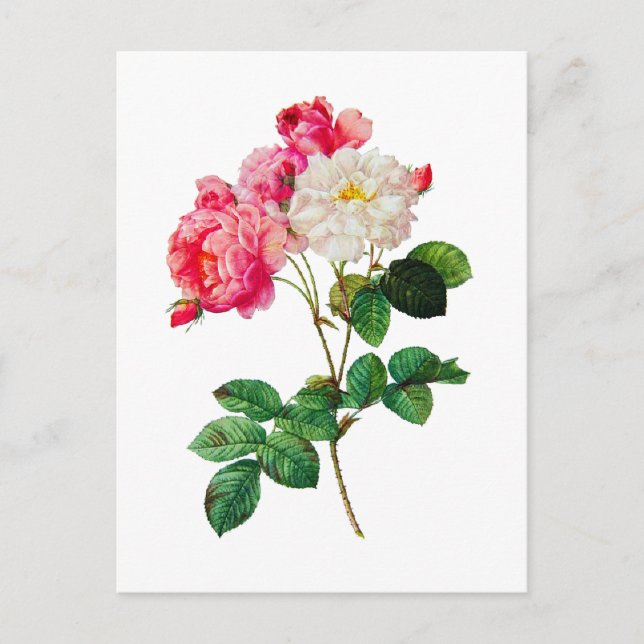 Beautiful Pink and White Roses by Redoute Postcard (Front)