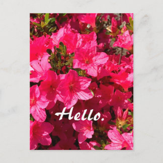 Beautiful Pink Azaleas Flowers Hello Postcards 2