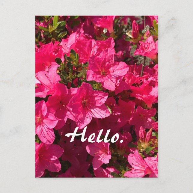 Beautiful Pink Azaleas Flowers Hello Postcards 2 (Front)