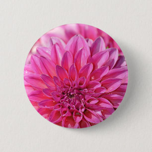Beautiful pink dahlia flower blossoms 2 inch round button