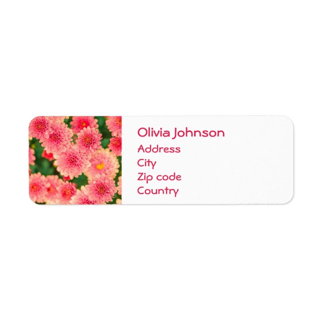 Beautiful Pink Dahlias Flowers (Front)