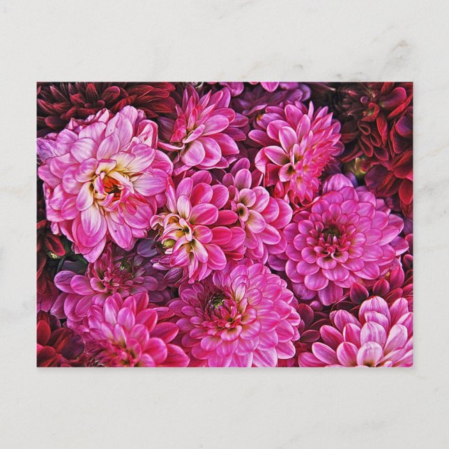 Beautiful pink dahlias postcard (Front)