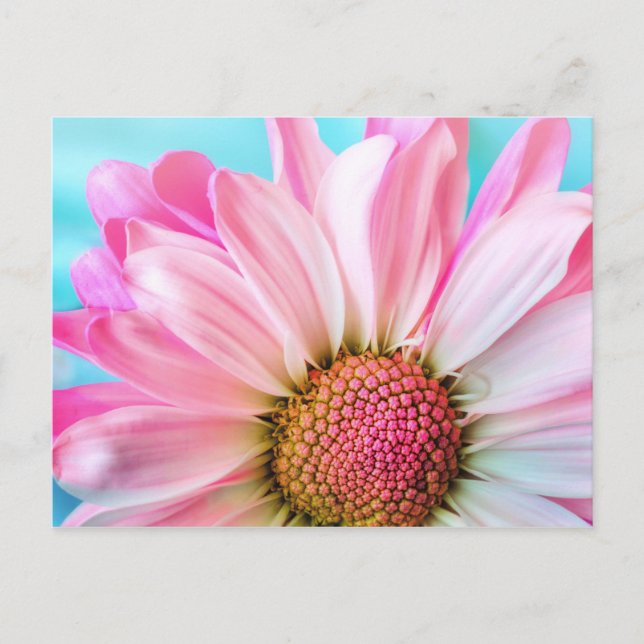 Beautiful Pink Flower Close Up Photo Postcard (Front)