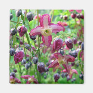 Beautiful Pink Flowers Blue Buds Spring Photo Magnet