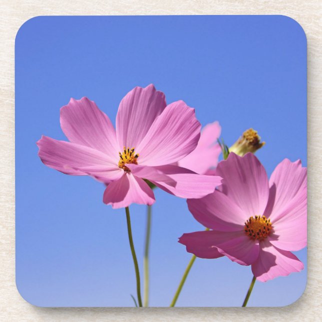 beautiful pink flowers hugging a clear blue sky coaster (Front)