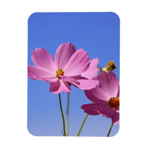 beautiful pink flowers hugging a clear blue sky magnet