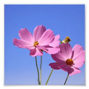 beautiful pink flowers hugging a clear blue sky photo print